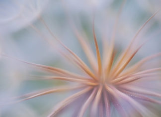 4 Tips for Photographing Nature’s Smaller Scenes