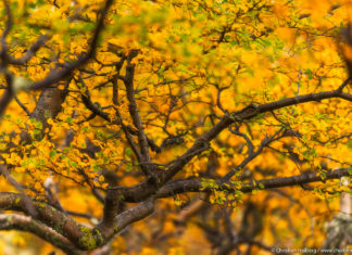 7 Tips for Photographing Woods and Forests