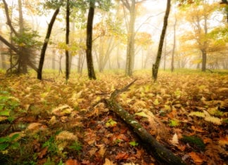 Autumn Photography: Tips for Photographing the Colors of Autumn Autumn Photography Tips