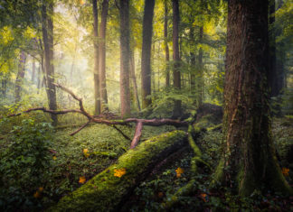 How to Photograph Forests and Trees Photographing Trees and Forests