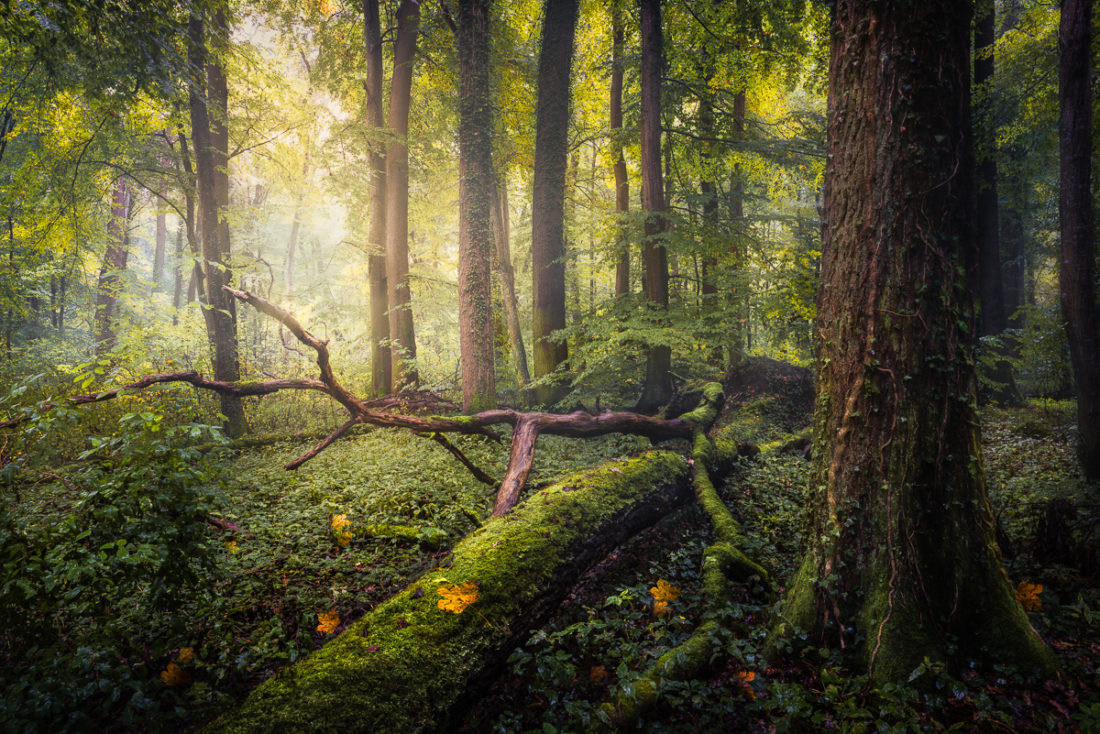 Top 999 Photography Nature Images Amazing Collection Photography 
