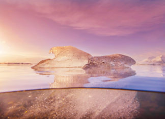 9 Composition Tips for Underwater Photography Composition Tips for Underwater Photography