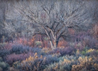 Photographer of the Year 2017: Alex Noriega Alex Noriega Interview