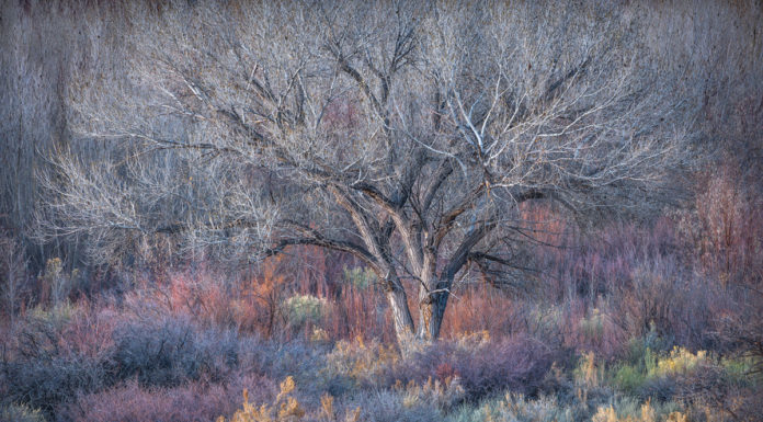 Photographer of the Year 2017: Alex Noriega Alex Noriega Interview