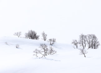 This Common Mistake Will Damage the Image Quality How to Use and Adjust the Maximum Auto ISO