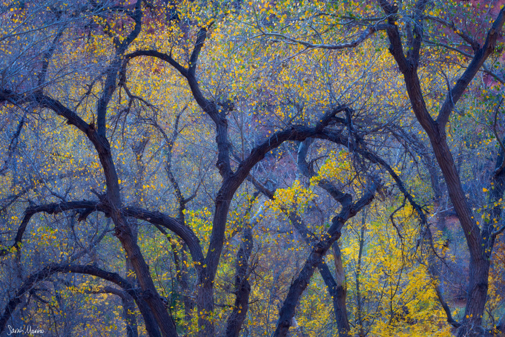 Photographer of the Month: Sarah Marino - CaptureLandscapes