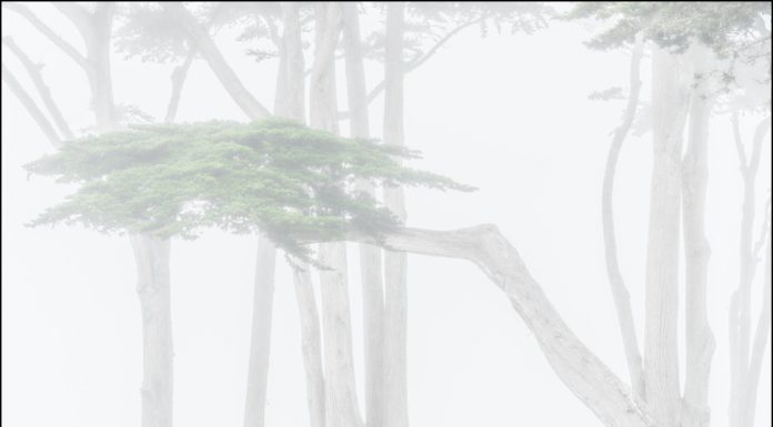 Photographer of the Month: William Neill Cypress trees in fog, Monterey, California 2019 William Neill