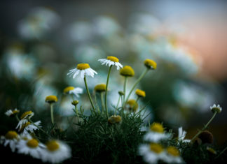 Are Smartphones Replacing Professional Cameras? Are Smartphones Replacing Professional Cameras?