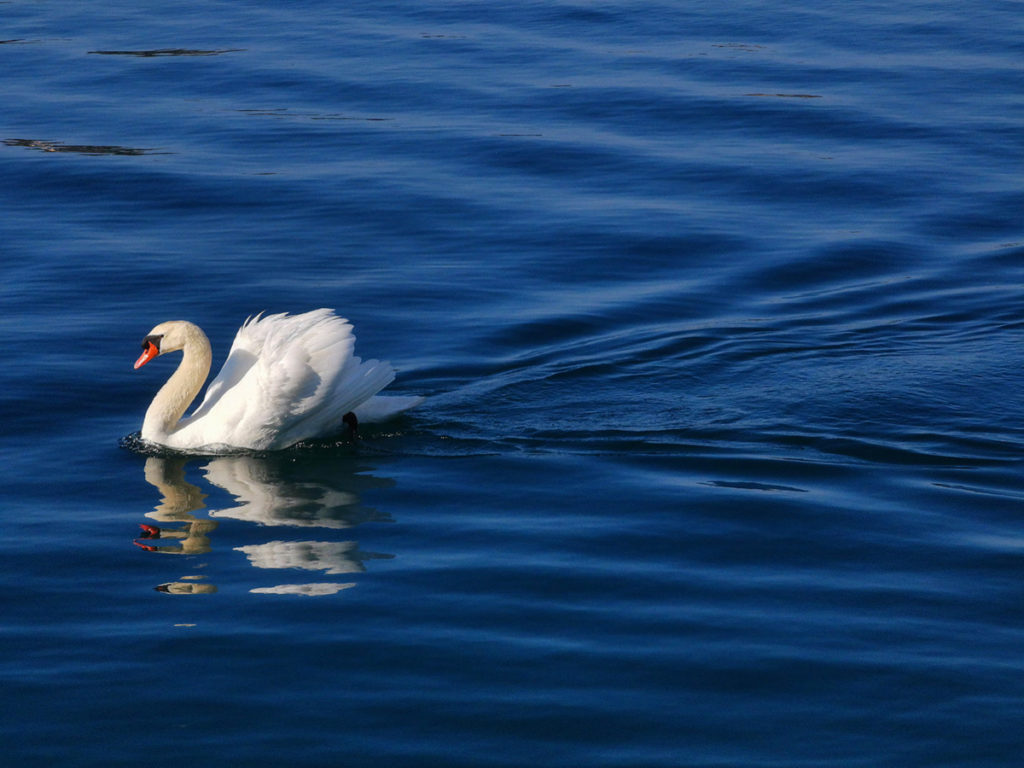 Smartphone photography with optical zoom