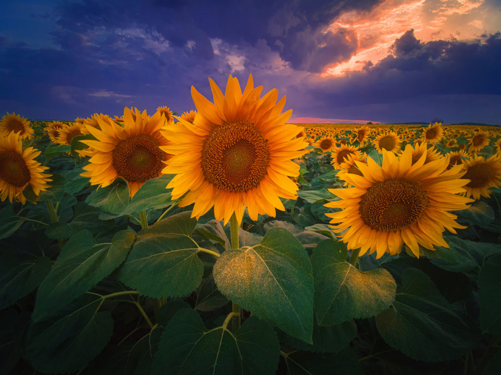 Sunflowers captured with DSLR