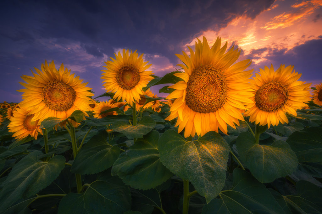 Smartphone photography