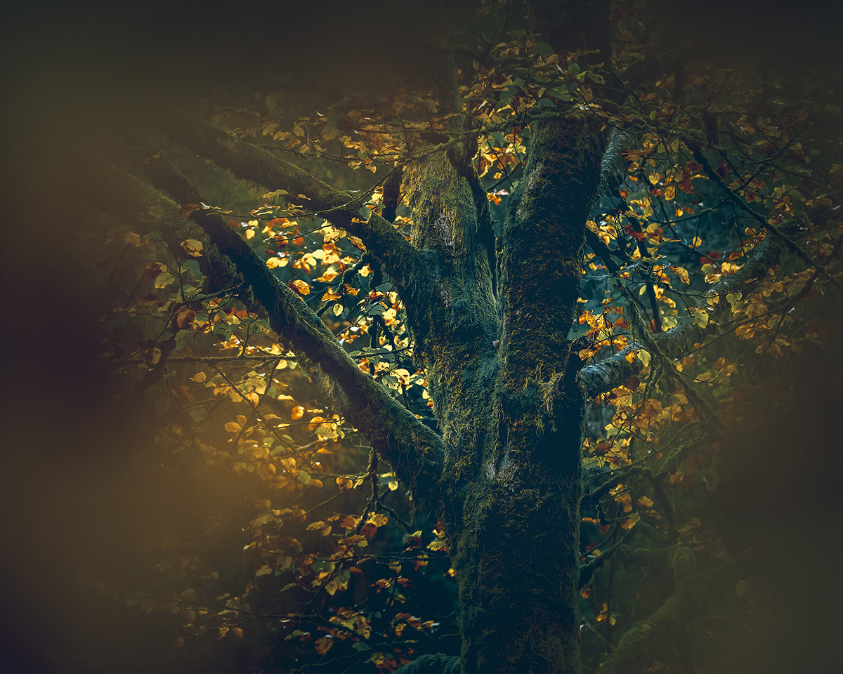 Create blur by photographing through elements