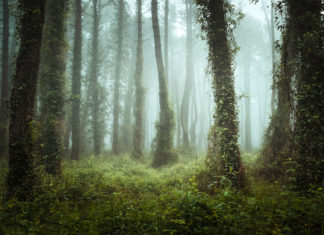 Get Better Images Using Natural Framing in Landscape Photography