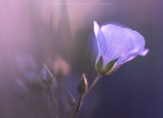 Spotlight: Photographer Uses Lockdown to Capture Stunning Spring Photos