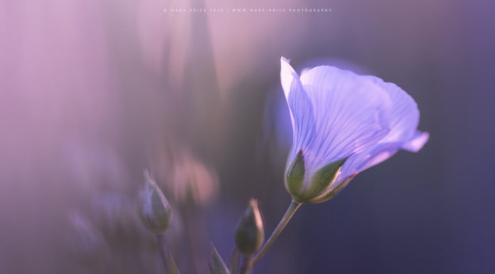 Spotlight: Photographer Uses Lockdown to Capture Stunning Spring Photos