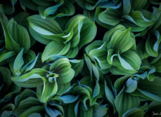 5 Essential Composition Concepts for Photographing Nature’s Small Scenes 5 Essential Composition Concepts for Photographing Nature’s Small Scenes