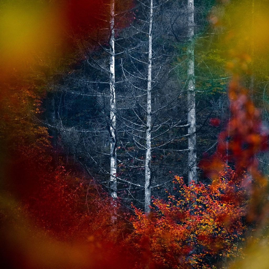 Autumn Photography: Tips to Photographing the Colors of Autumn