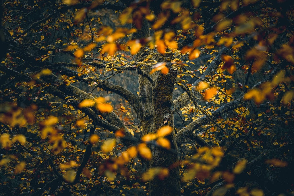 Autumn Photography: Tips to Photographing the Colors of Autumn