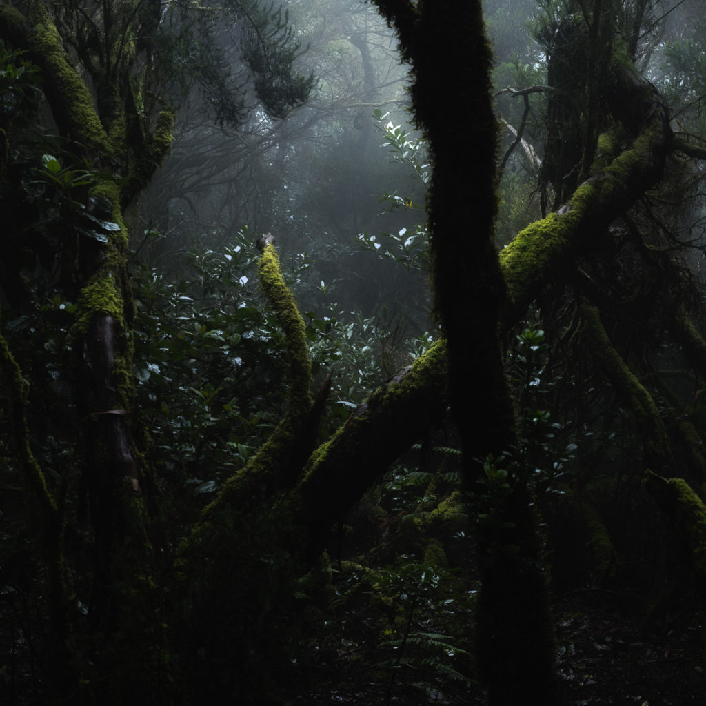 Photographer of the Year Alister Benn