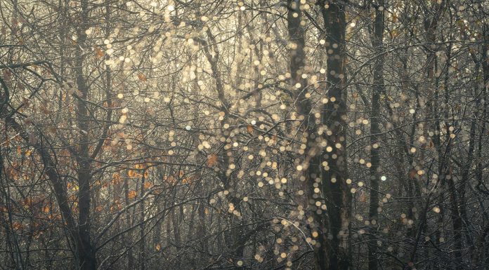 Photographer of the Month: Greg Whitton Greg Whitton Photography