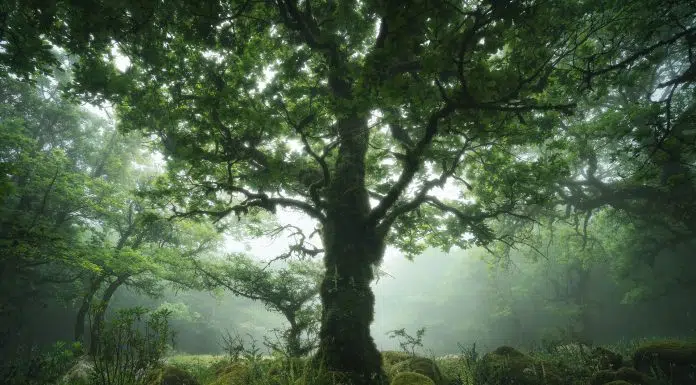 Photographer of the Month: David Aguilar David Aguilar Interview