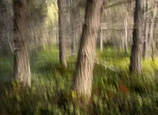 What is ICM Photography? (And How to Master It) ICM Photography