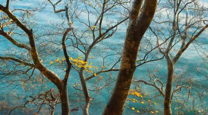 Photographer of the Year 2022: Sandra Bartocha CaptureLandscapes Photographer of the Year Sandra Bartocha