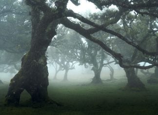 Shooting Landscapes in Bad Weather: Tips and Techniques