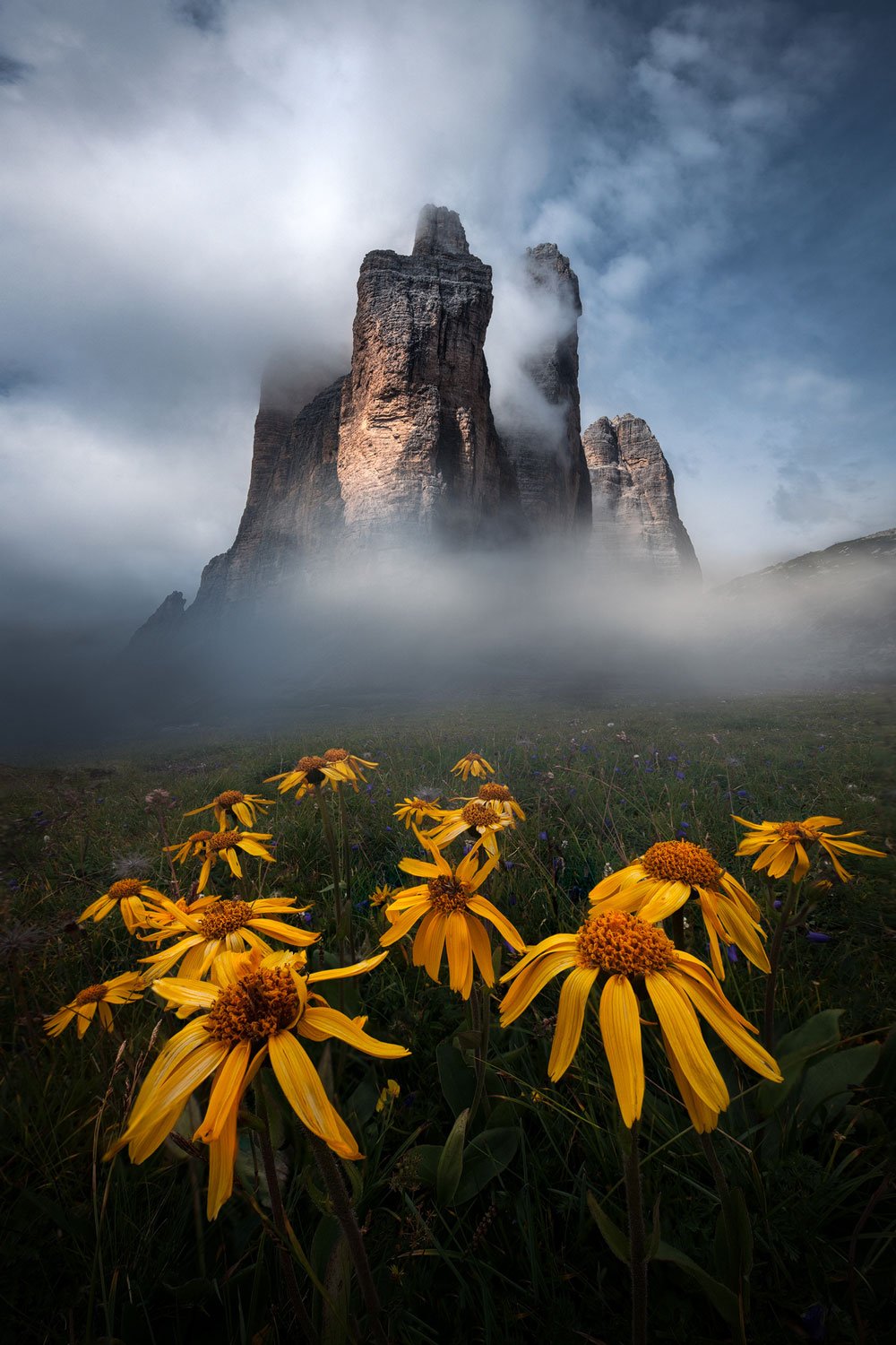 Wildflowers in the Dolomites