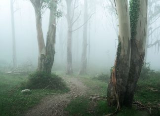 Fog Photography: How to Capture Atmosphere and Mood in the Mist Using Depth in Landscape Photography